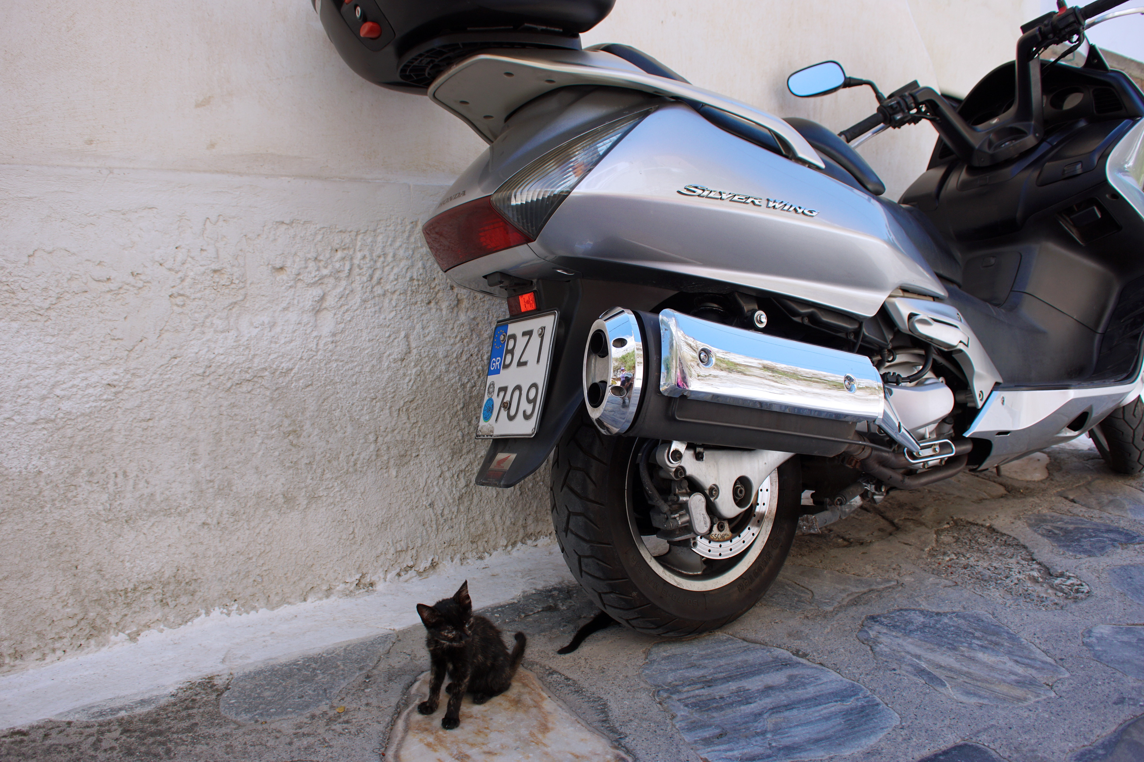 Samos-Greek-Cats12