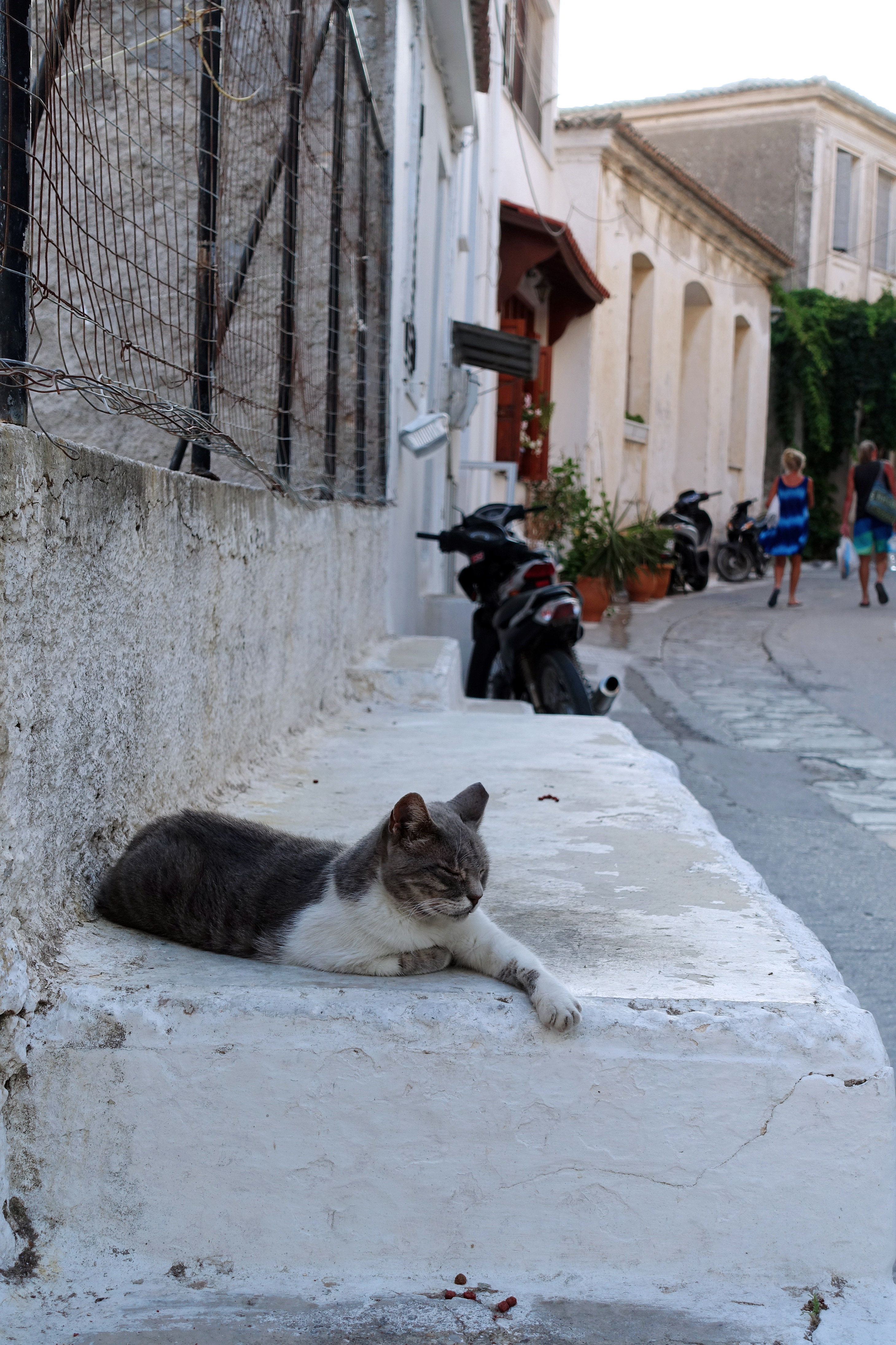 Samos-Greek-Cats22