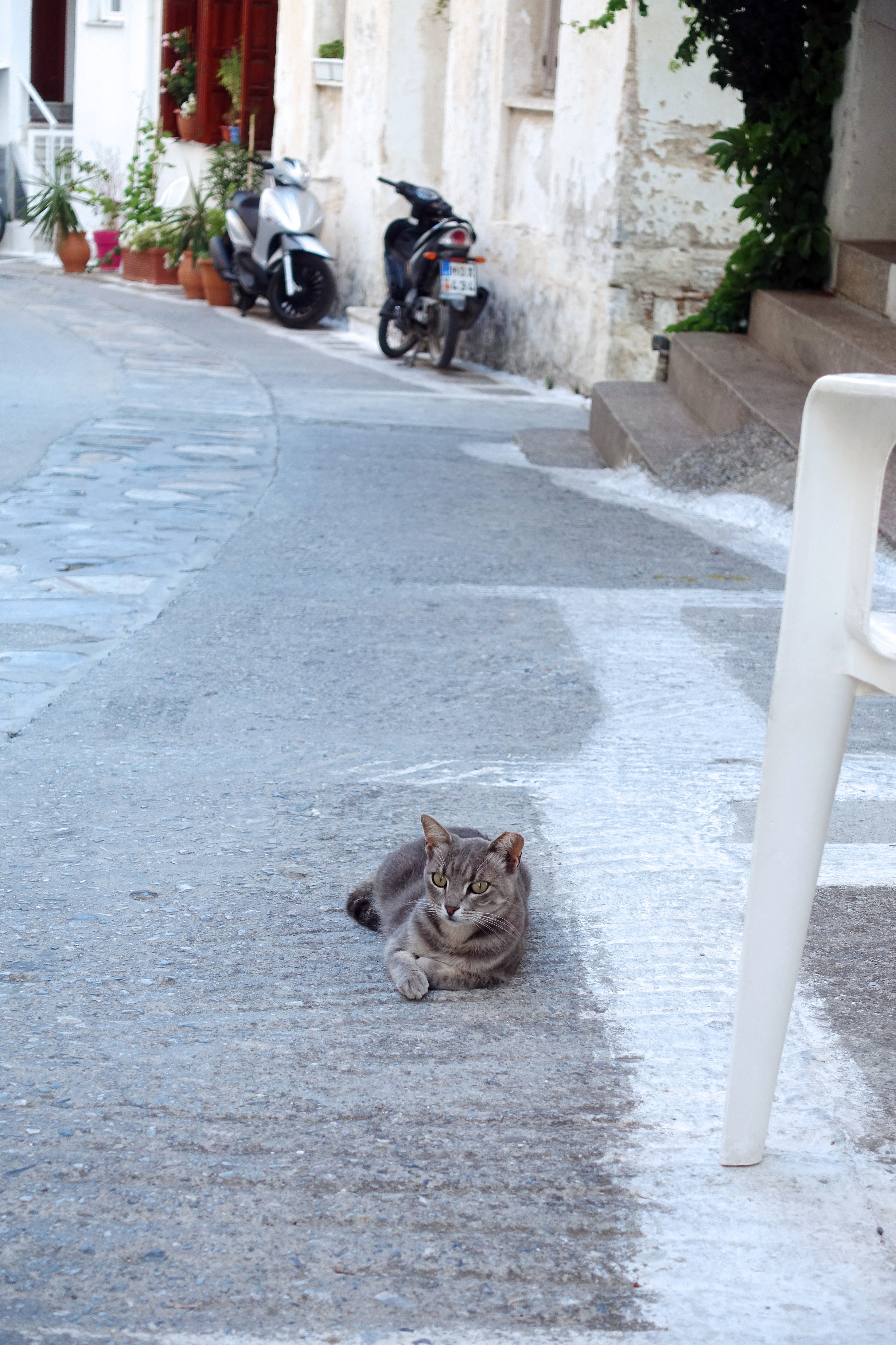 Samos-Greek-Cats24
