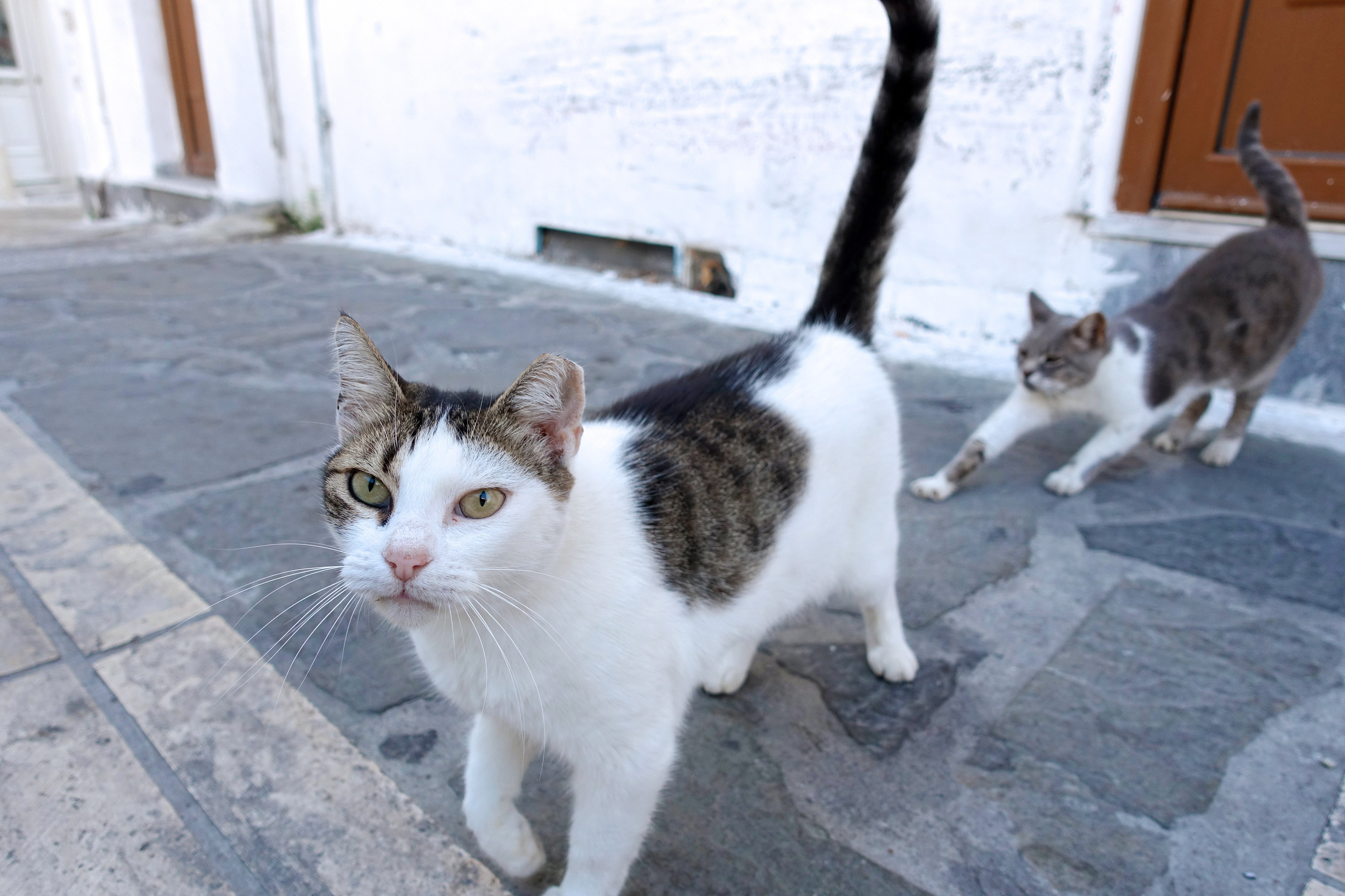 Samos-Greek-Cats32