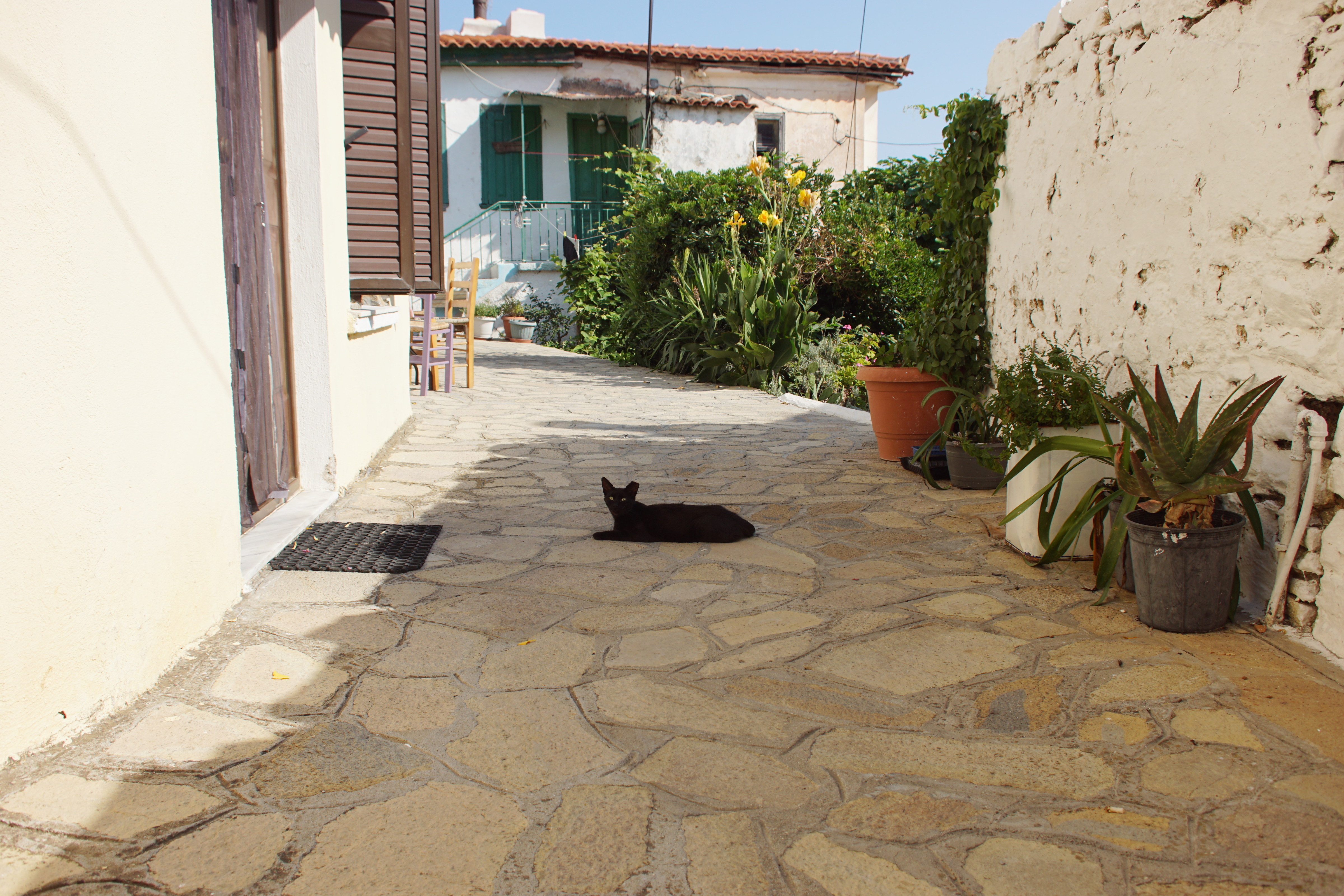 Samos-Greek-Cats45