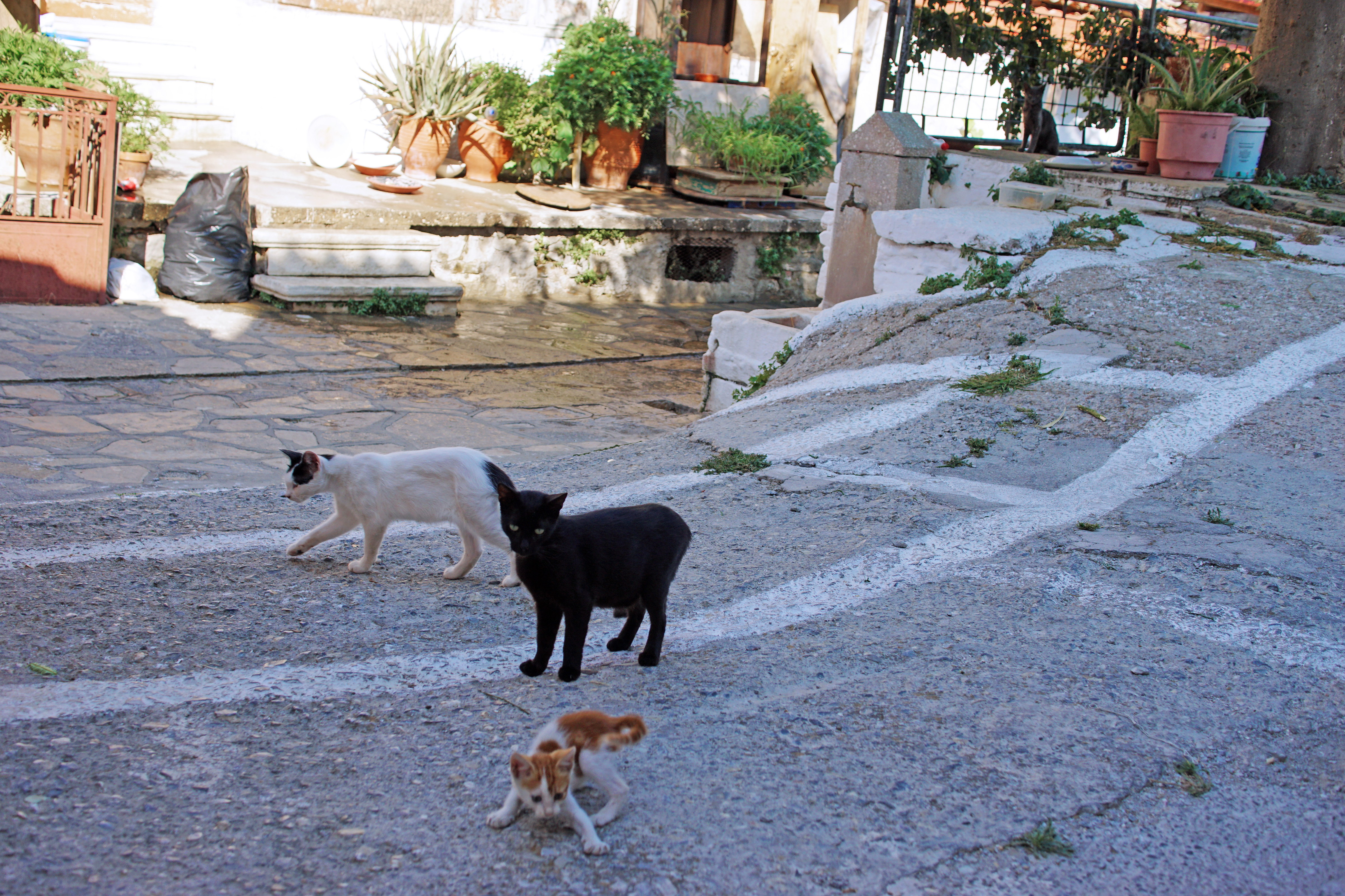 Samos-Greek-Cats48
