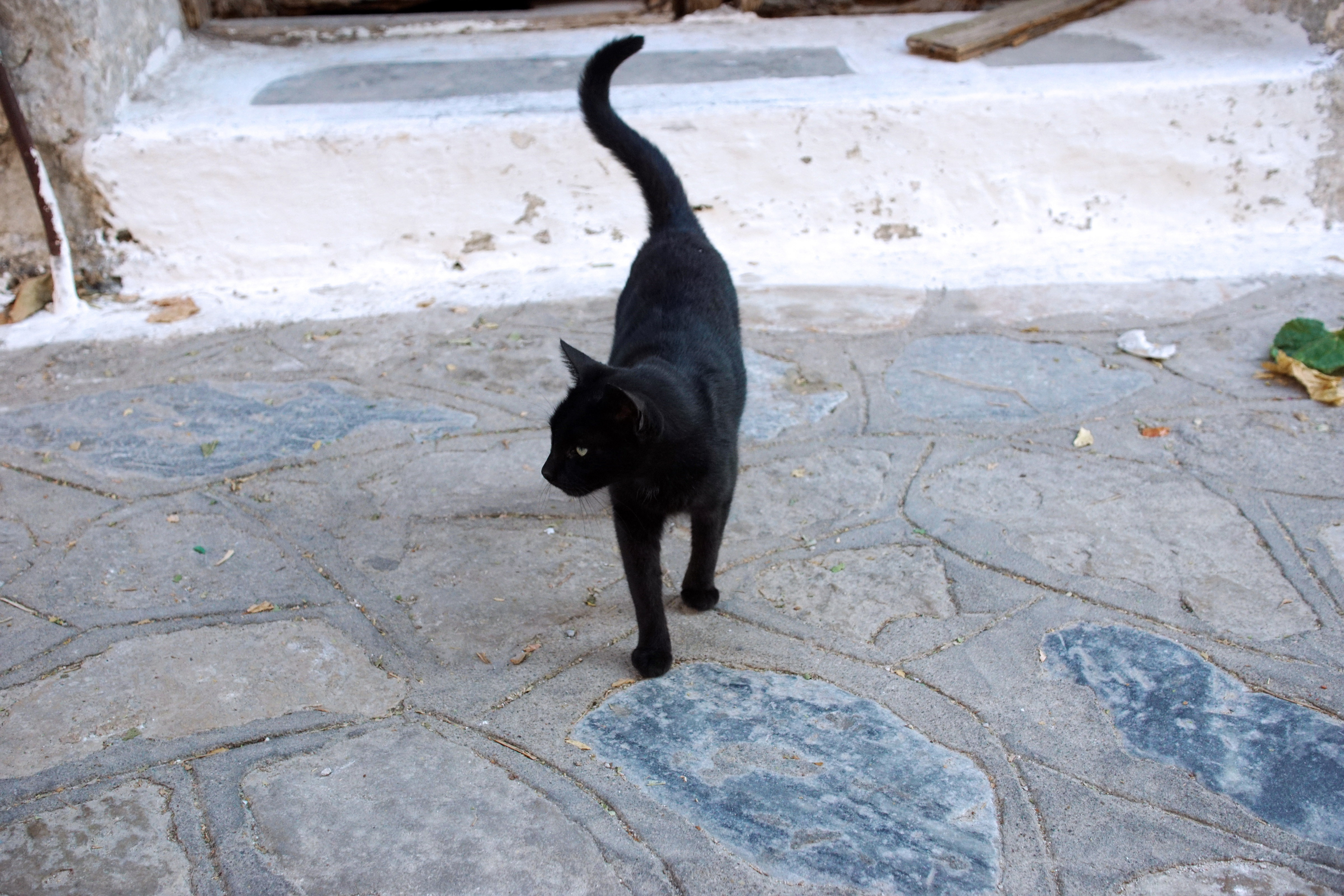 Samos-Greek-Cats59