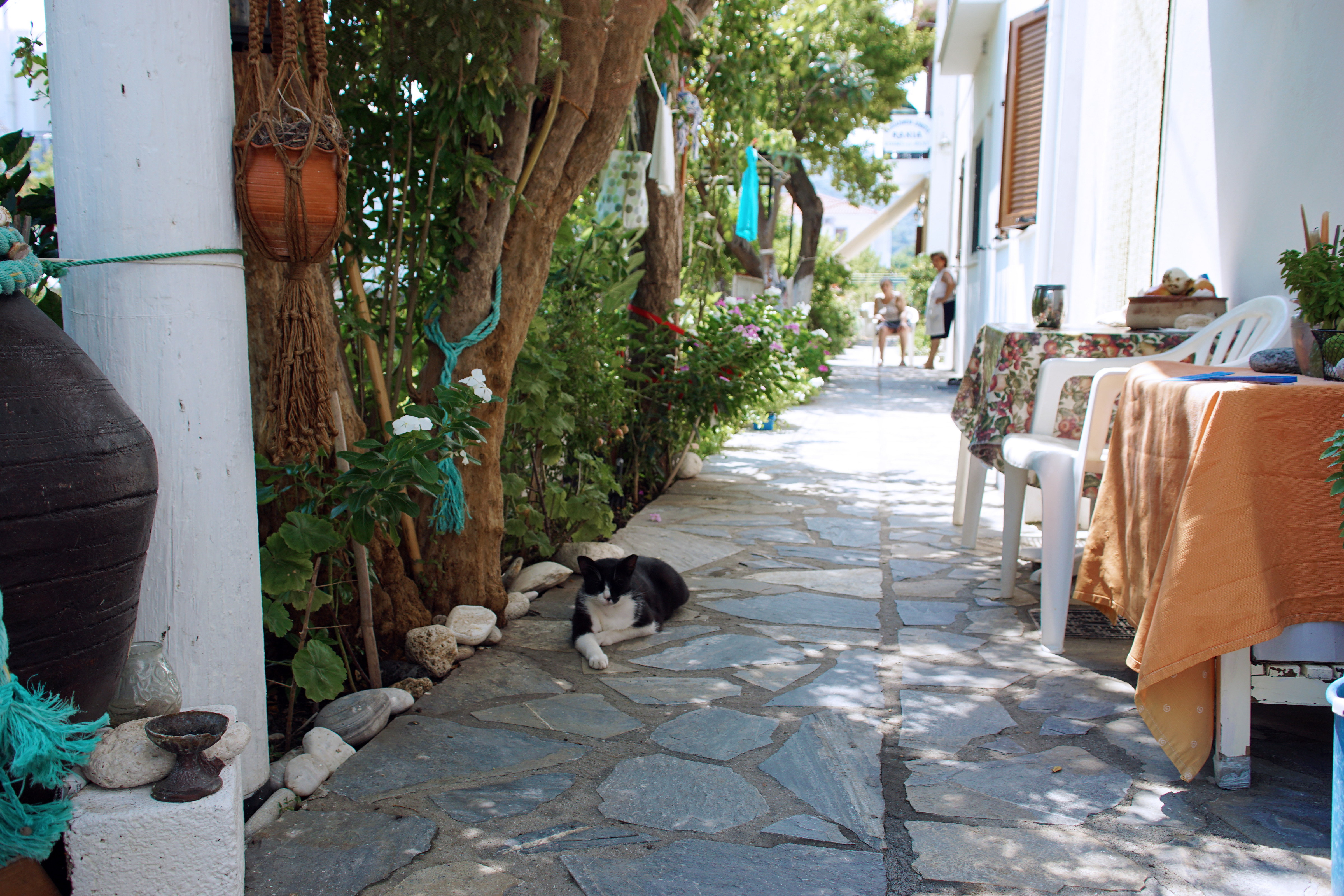 Samos-Greek-Cats62