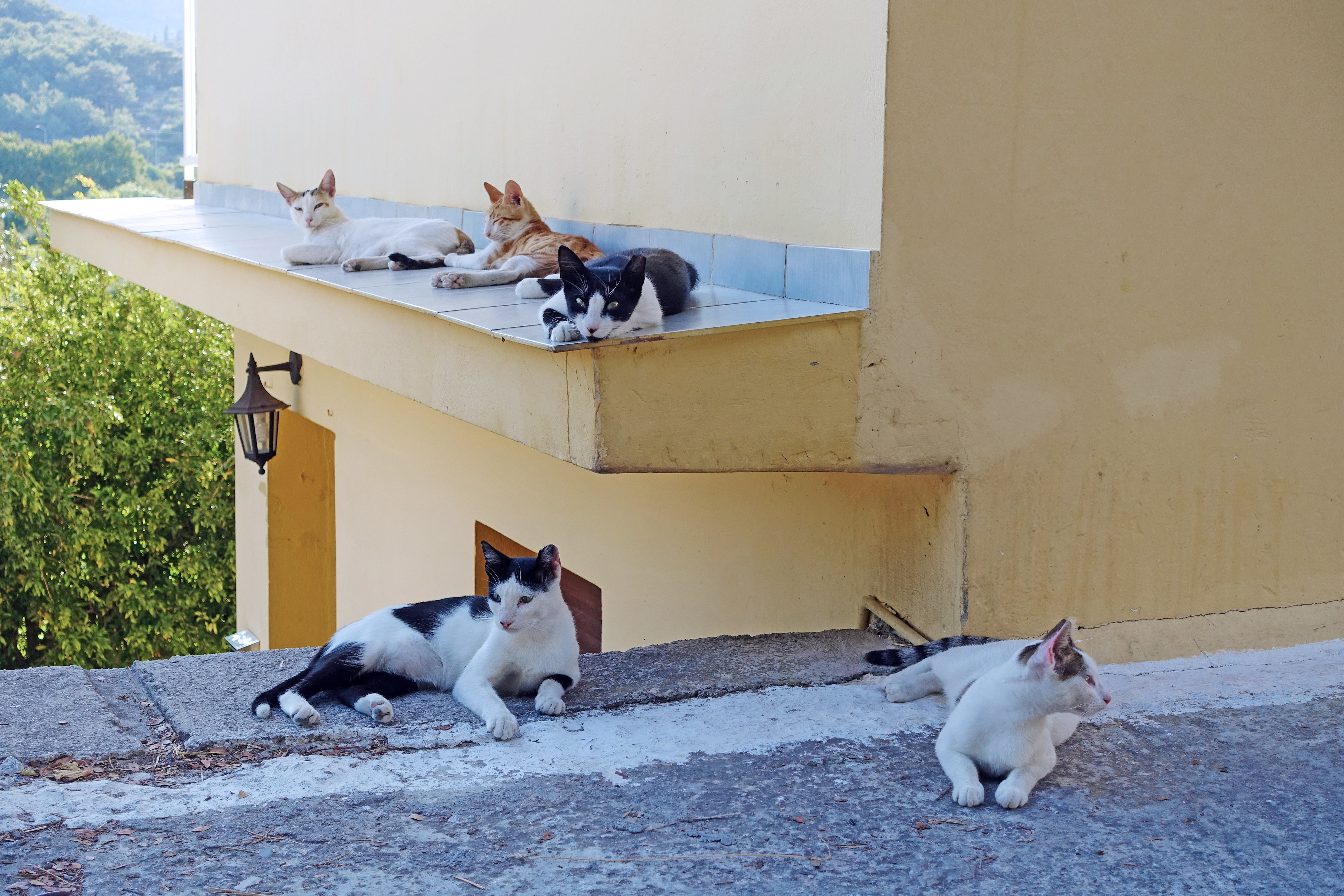Samos-Greek-Cats65