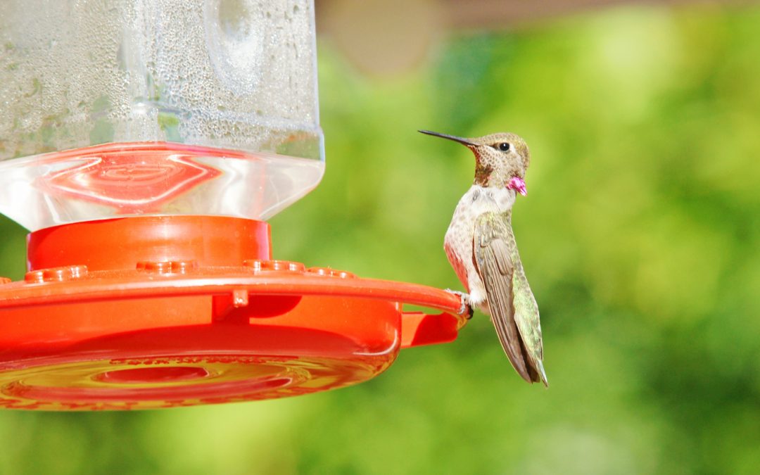 Hummingbirds